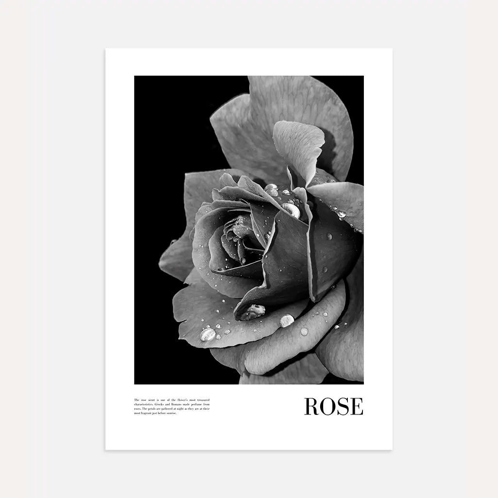 Black and White Rose Poster